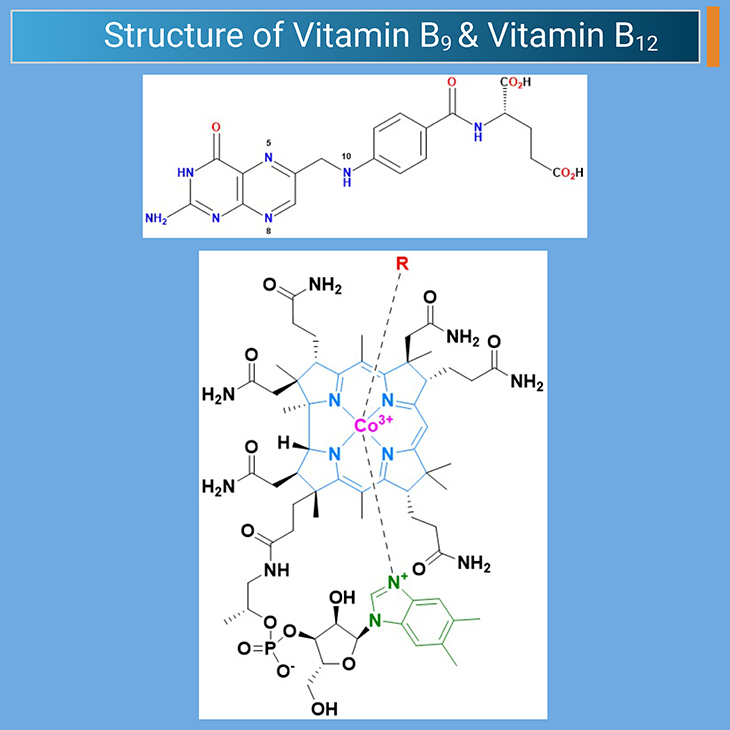 Structure of Vitamin B9 & Vitamin B12