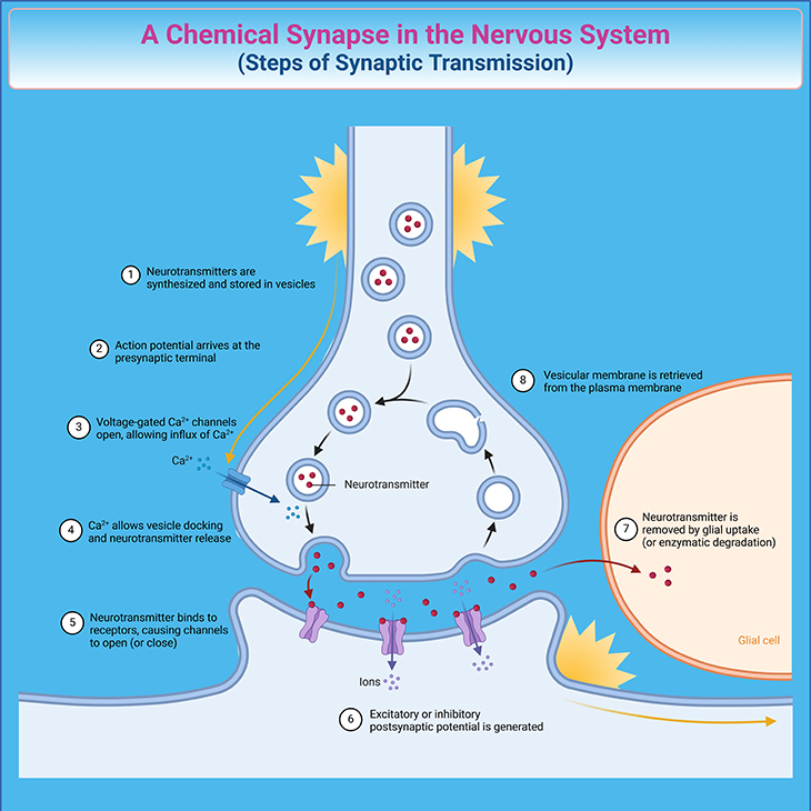 A Chemical Synapse in the Nervous System - Steps of Synaptic Transmission