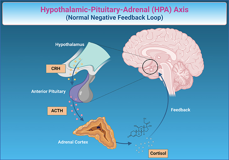 Hypothalamic-Pituitary-Adrenal (HPA) Axis - Normal Negative Feedback Loop