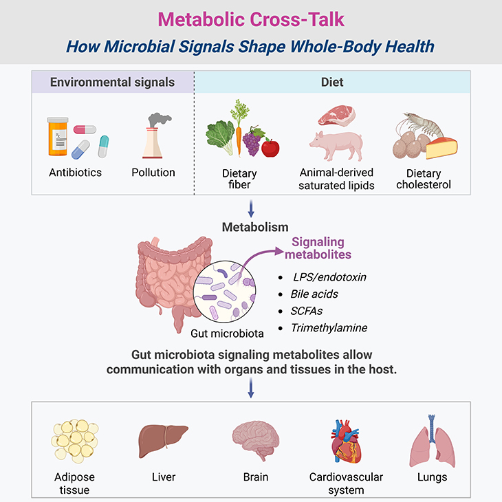 Metabolic Cross Talk